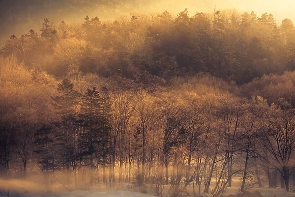 Morning light at winter forest