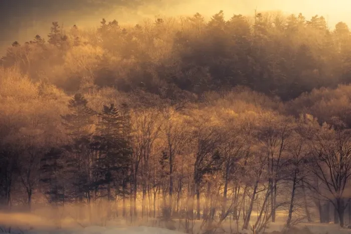 Framed Print : Morning light at winter forest Framed Print : Morning light at winter forest