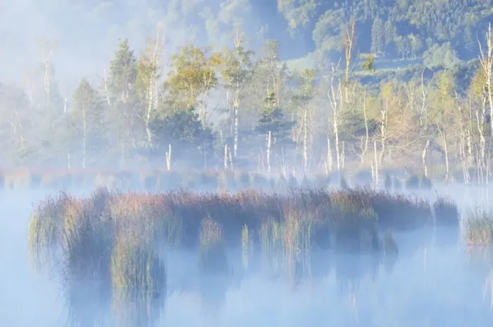 Framed Print : Morning mist over moorland pond, Nicklheim, Bavaria, Germany, Europe Framed Print : Morning mist over moorland pond, Nicklheim, Bavaria, Germany, Europe