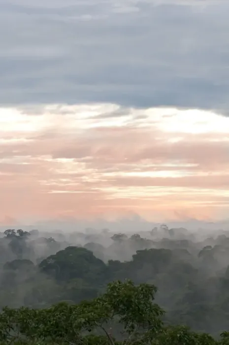 Framed Print : Morning mist over the treetops of the rainforest, Tambopata Nature Reserve, Madre de Dios Region, Peru
