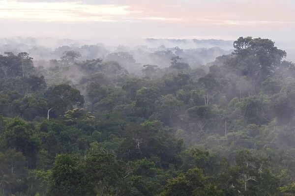 Morning mist over the treetops of the rainforest, Tambopata Nature Reserve, Madre de Dios Region, Peru