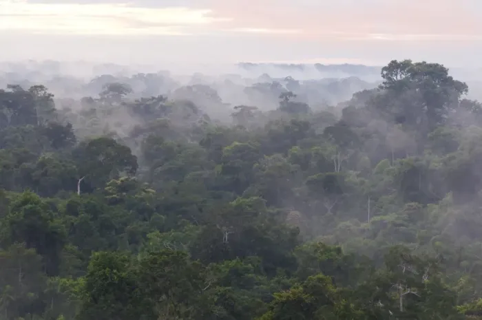 Framed Print : Morning mist over the treetops of the rainforest, Tambopata Nature Reserve, Madre de Dios Region, Peru Framed Print : Morning mist over the treetops of the rainforest, Tambopata Nature Reserve, Madre de Dios Region, Peru