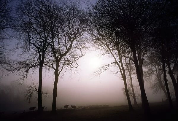 Morning mist, Co Wicklow, Ireland