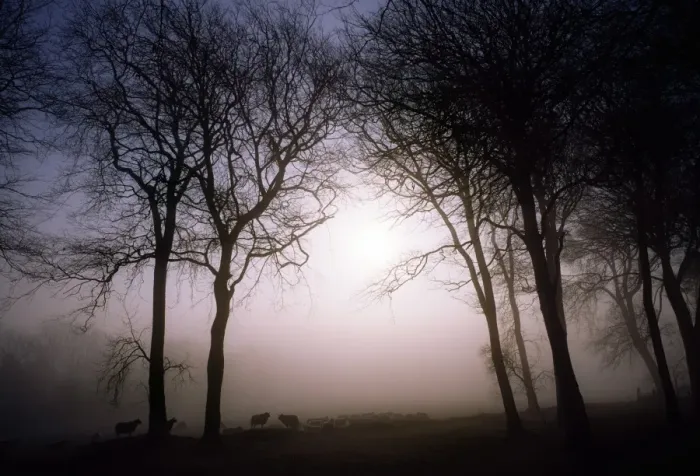 Framed Print : Morning mist, Co Wicklow, Ireland Framed Print : Morning mist, Co Wicklow, Ireland