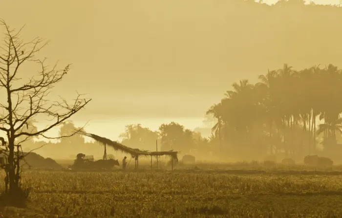Framed Print : Morning mood in a rice paddy, Ngapali Beach, Thandwe, Myanmar