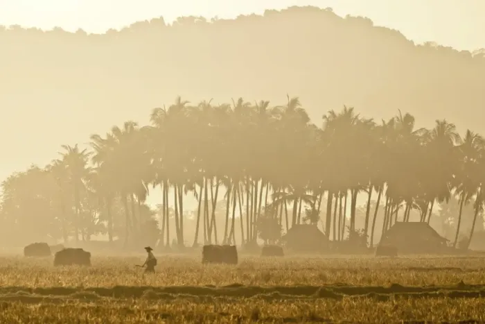 Framed Print : Morning mood in a rice paddy, Ngapali Beach, Thandwe, Myanmar Framed Print : Morning mood in a rice paddy, Ngapali Beach, Thandwe, Myanmar