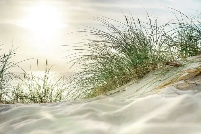 Framed Print : Morning sun over sandy dunes and sea on the island Sylt Framed Print : Morning sun over sandy dunes and sea on the island Sylt