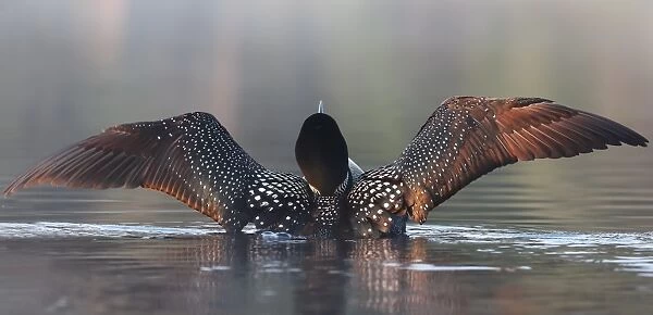 Morning welcome - Common loon