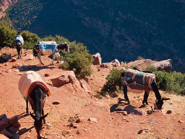 Morocco, donkeys at Atlas Mountains