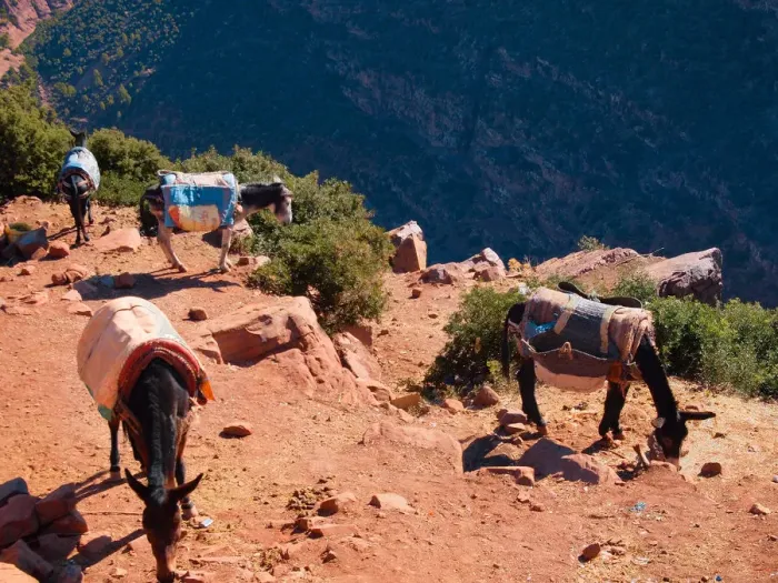 Framed Print : Morocco, donkeys at Atlas Mountains