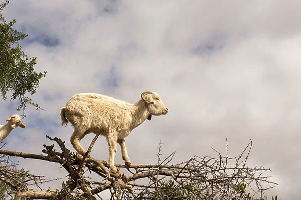 Morocco Goats feeding in argan tree