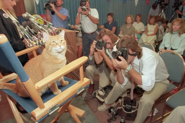 Framed Print : Morris the Cat Meeting the Press Framed Print : Morris the Cat Meeting the Press