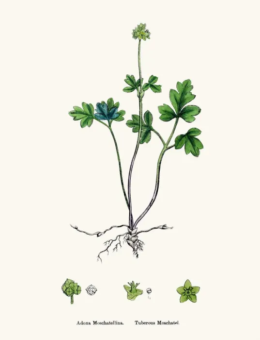 Framed Print : Moschatel plant Adoxa moschatellina scientific illustration Framed Print : Moschatel plant Adoxa moschatellina scientific illustration