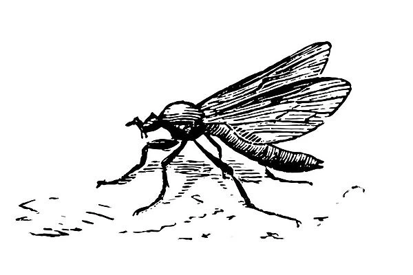 Mosquito. Black and white illustration of mosquito engraving style