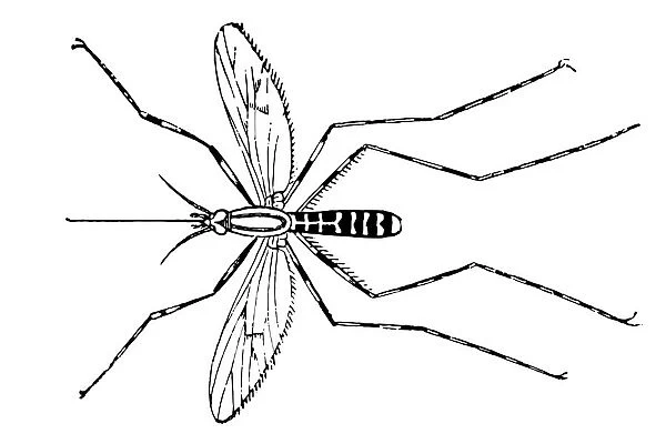 Mosquito. Black and white illustration of mosquito engraving style
