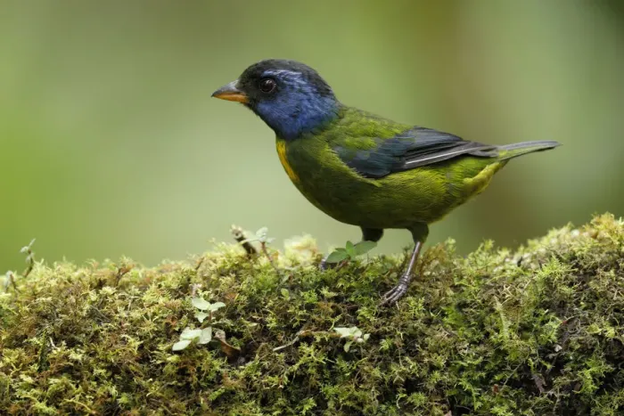 Framed Print : Moss-backed Tanager (Bangsia edwardsi)