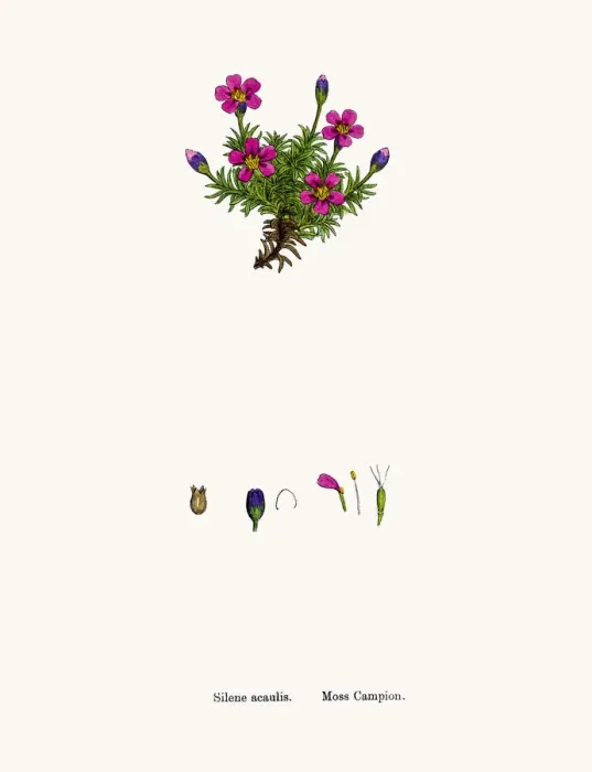 Framed Print : Moss Campion flower Framed Print : Moss Campion flower