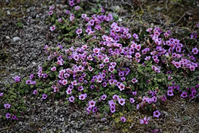 Framed Print : Moss Campion (Silene acaulis) in Svalbard, Norway, Europe Framed Print : Moss Campion (Silene acaulis) in Svalbard, Norway, Europe