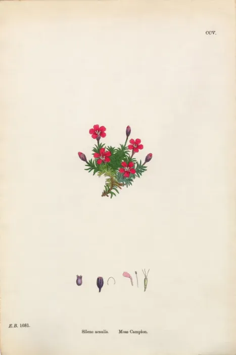 Framed Print : Moss Campion, Silene Acaulis, Victorian Botanical Illustration, 1863 Framed Print : Moss Campion, Silene Acaulis, Victorian Botanical Illustration, 1863