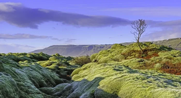 Framed Print : Moss covered lava fields Framed Print : Moss covered lava fields