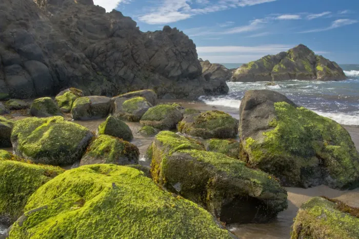 Framed Print : Moss-covered rocks, Fogarty Creek State Recreation Area, Depoe bay, Oregon, USA Framed Print : Moss-covered rocks, Fogarty Creek State Recreation Area, Depoe bay, Oregon, USA