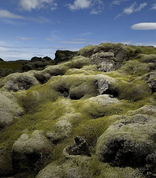 Moss covered volcanic lava field