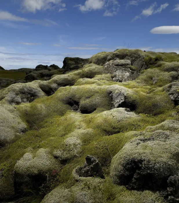 Framed Print : Moss covered volcanic lava field Framed Print : Moss covered volcanic lava field