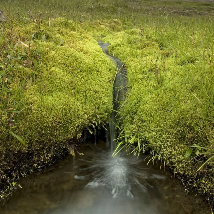 Framed Print : Moss with fresh water creek Framed Print : Moss with fresh water creek