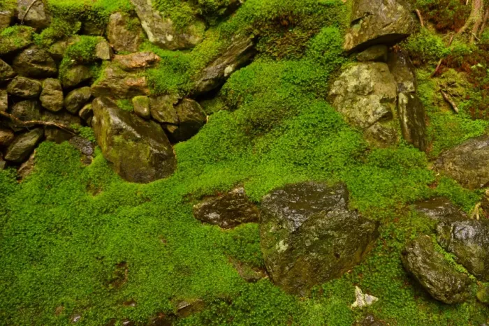 Framed Print : Moss garden Framed Print : Moss garden