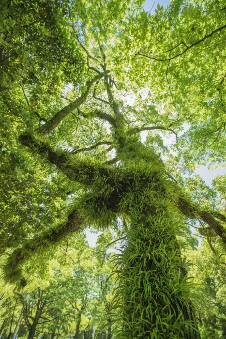 Framed Print : Moss and grass on the tree trunk and branches Framed Print : Moss and grass on the tree trunk and branches