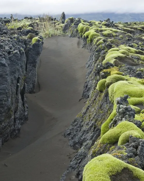 Framed Print : Moss on old lava field, Southern Region, Iceland Framed Print : Moss on old lava field, Southern Region, Iceland