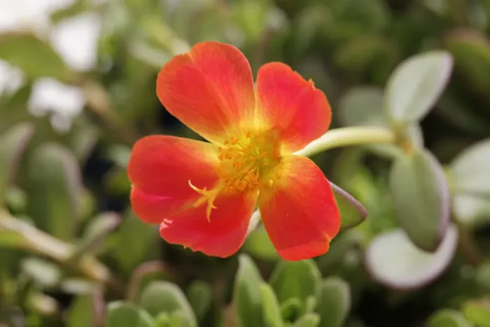 Framed Print : Moss-rose Purslane -Portulaca grandiflora-, garden plant, Bavaria, Germany