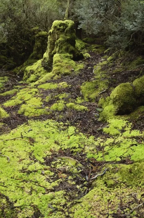 Framed Print : Moss in temperate rainforest, Weindorfers Forest Framed Print : Moss in temperate rainforest, Weindorfers Forest