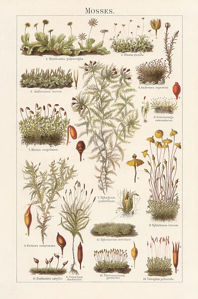 Mosses, lithograph, published in 1897