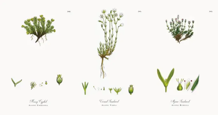 Framed Print : Mossy Cyphel, Alsine Cherleria, Victorian Botanical Illustration, 1863 Framed Print : Mossy Cyphel, Alsine Cherleria, Victorian Botanical Illustration, 1863