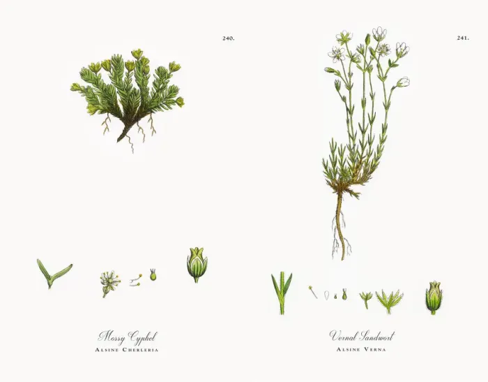Framed Print : Mossy Cyphel, Alsine Cherleria, Victorian Botanical Illustration, 1863