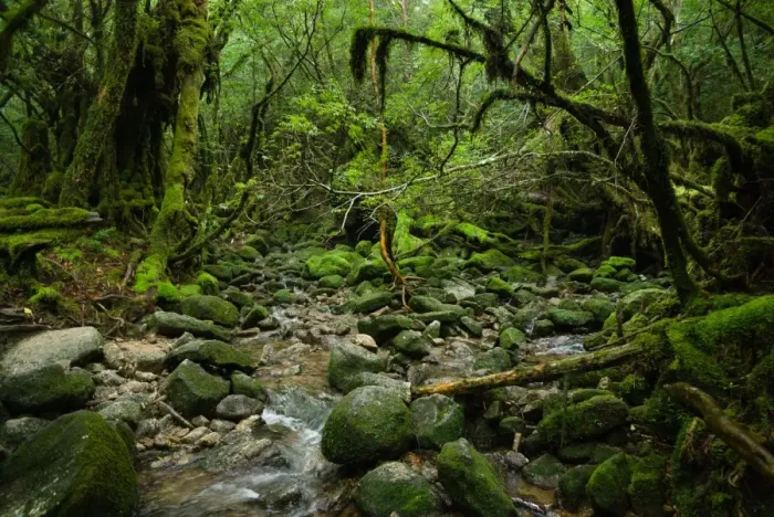 Framed Print : Mossy rainforest stream, Yakushima, Japan Framed Print : Mossy rainforest stream, Yakushima, Japan
