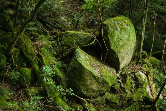 Framed Print : Mossy subtropical rainforest, Yakushima, Japan Framed Print : Mossy subtropical rainforest, Yakushima, Japan