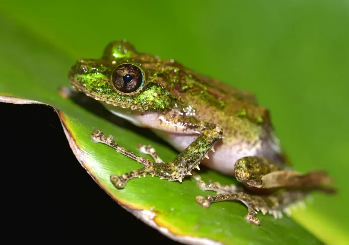 Framed Print : Mossy Yellow Green Frog -Spinomantis aglavei-, Voimana, ostliches Hochland, Madagascar Framed Print : Mossy Yellow Green Frog -Spinomantis aglavei-, Voimana, ostliches Hochland, Madagascar