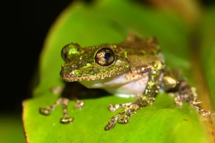 Framed Print : Mossy Yellow Green Frog -Spinomantis aglavei-, Voimana, Ost-Madagaskar, Madagascar Framed Print : Mossy Yellow Green Frog -Spinomantis aglavei-, Voimana, Ost-Madagaskar, Madagascar