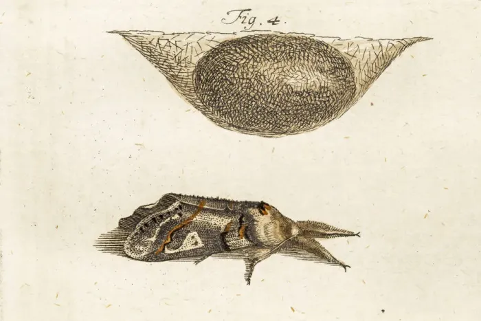 Framed Print : Moth, a 18th century scientific illustration Framed Print : Moth, a 18th century scientific illustration