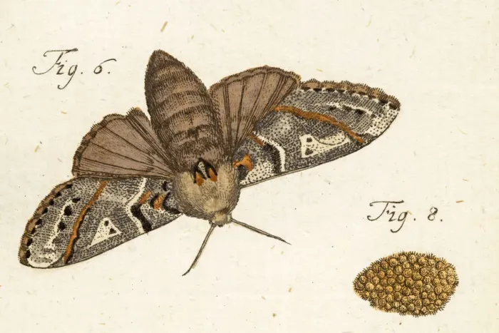Framed Print : Moth, a 18th century scientific illustration Framed Print : Moth, a 18th century scientific illustration