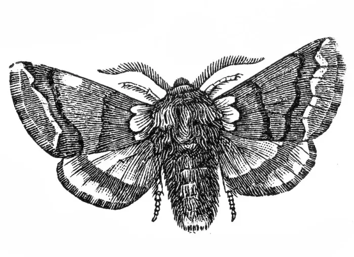 Framed Print : Moth (Cnethocampa processionea) Framed Print : Moth (Cnethocampa processionea)