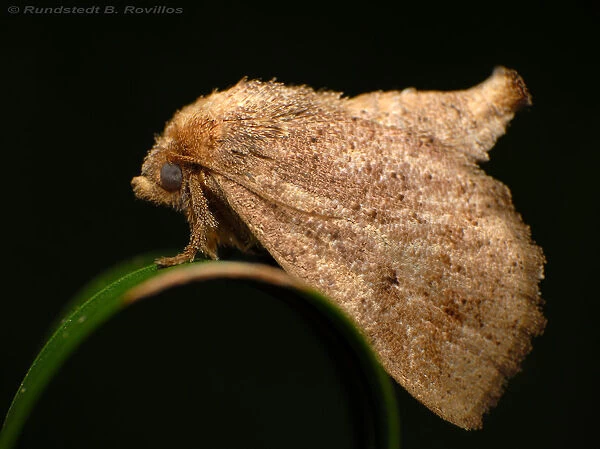 Moth is an insect closely related to butterfly, both being of order Lepidoptera