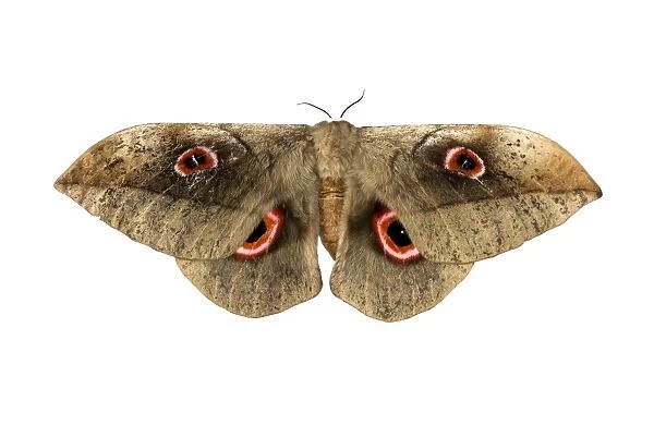 Moth species Lobobunaea phaedusa ssp christyi, Oromia Region, Ethiopia