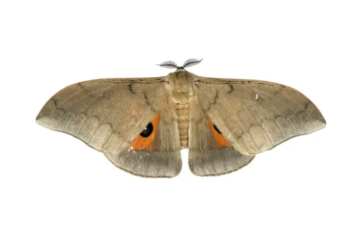 Framed Print : Moth species Pseudobunea alinda, Oromia Region, Ethiopia