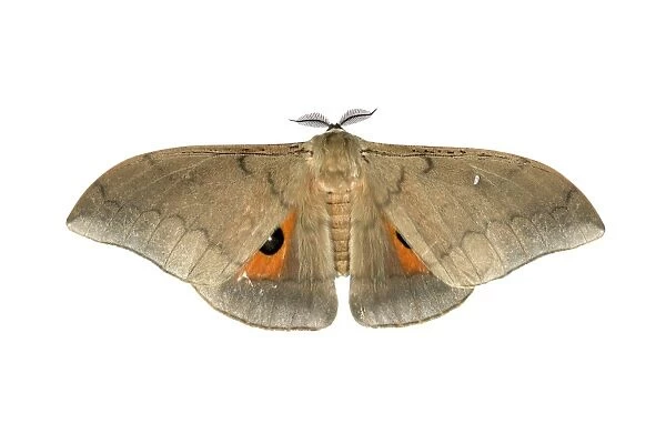Moth species Pseudobunea alinda, Oromia Region, Ethiopia