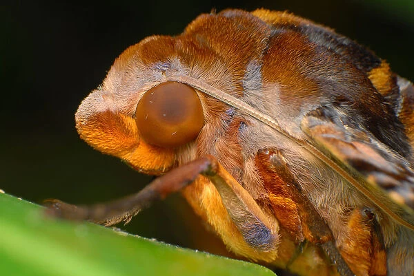 Moth on stem