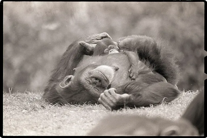 Framed Print : Mother and Baby Chimpanzees Sleeping Outside Framed Print : Mother and Baby Chimpanzees Sleeping Outside