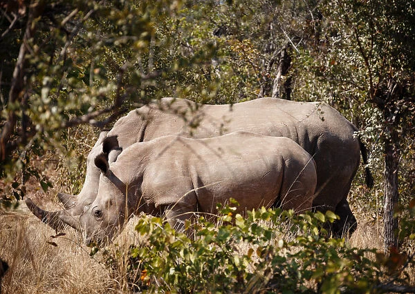 Mother and baby white rhinos, Zambia